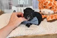 AKC Black & Silver Mini Schnauzer | Ryker, a male Miniature Schnauzer for sale in Antlers, OK – 6 of 6