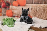 AKC Salt & Pepper | Maximus, a male Miniature Schnauzer for sale in Antlers, OK – 6 of 8