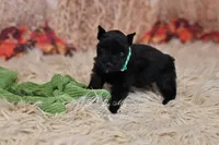 AKC Handsome Lil Midnight, a male Miniature Schnauzer for sale in Antlers, OK – 5 of 5