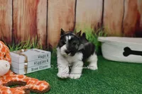 AKC Salt & Pepper Parti Boy, a male Miniature Schnauzer for sale in Antlers, OK – 5 of 5