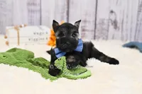 AKC Handsome Lil Stetson, a male Miniature Schnauzer for sale in Antlers, OK – 6 of 7