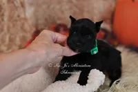 AKC Handsome Lil Midnight, a male Miniature Schnauzer for sale in Antlers, OK – 3 of 5