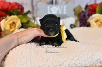 AKC Black & Silver Mini Schnauzer | Abby, a female Miniature Schnauzer for sale in Antlers, OK – 3 of 5