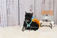 AKC Black & Silver| Abby, a female Miniature Schnauzer for sale in Antlers, OK – 2 of 10