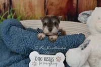 AKC Liver Pepper Boy, a male Miniature Schnauzer for sale in Antlers, OK – 6 of 7
