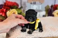 AKC Black & Silver Mini Schnauzer | Abby, a female Miniature Schnauzer for sale in Antlers, OK – 2 of 5