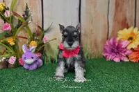 AKC Lil Miss Faith, a female Miniature Schnauzer for sale in Antlers, OK – Photo 6 of 8