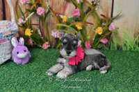 AKC Lil Miss Faith, a female Miniature Schnauzer for sale in Antlers, OK – Photo 3 of 8