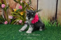 AKC Lil Miss Faith, a female Miniature Schnauzer for sale in Antlers, OK – Photo 7 of 8