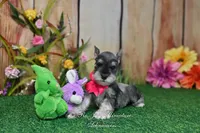 AKC Lil Miss Faith, a female Miniature Schnauzer for sale in Antlers, OK – Photo 4 of 8