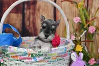 AKC Lil Miss Faith, a female Miniature Schnauzer for sale in Antlers, OK – Photo 1 of 8