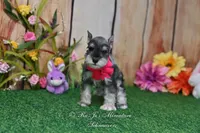 AKC Lil Miss Faith, a female Miniature Schnauzer for sale in Antlers, OK – Photo 8 of 8