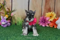 AKC Lil Miss Faith, a female Miniature Schnauzer for sale in Antlers, OK – Photo 5 of 8