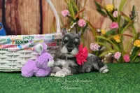 AKC Lil Miss Faith, a female Miniature Schnauzer for sale in Antlers, OK – Photo 2 of 8