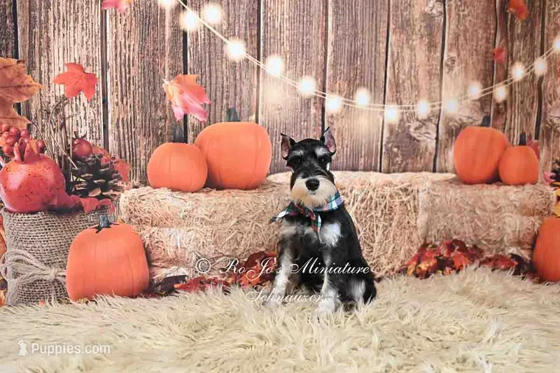 AKC Black & Silver Phantom | Tux – Miniature Schnauzer puppy for sale in Antlers, OK