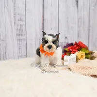 Salt & Pepper Parti | Tinker Bell, a female Miniature Schnauzer for sale in Antlers, OK – 2 of 8