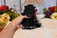 AKC Black & Silver Mini Schnauzer | Annie, a female Miniature Schnauzer for sale in Antlers, OK – 3 of 5