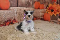 AKC Salt & Pepper Parti | Tinker Bell, a female Miniature Schnauzer for sale in Antlers, OK – 2 of 6
