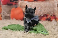 AKC Salt & Pepper | Maximus, a male Miniature Schnauzer for sale in Antlers, OK – 8 of 8
