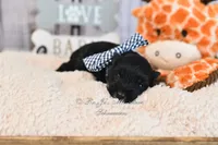 AKC Black & Silver Mini Schnauzer | Ryker, a male Miniature Schnauzer for sale in Antlers, OK – 5 of 6