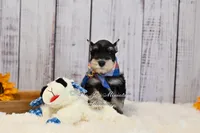 AKC Black & Silver Phantom | Tux, a male Miniature Schnauzer for sale in Antlers, OK – 4 of 5