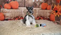 AKC Salt & Pepper Parti | Houston, a male Miniature Schnauzer for sale in Antlers, OK – 4 of 7