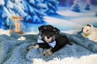 AKC Handsome Lil Reginald, a male Miniature Schnauzer for sale in Antlers, OK – Photo 7 of 7