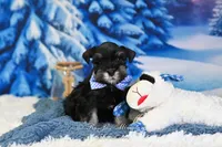 AKC Handsome Lil Reginald, a male Miniature Schnauzer for sale in Antlers, OK – Photo 2 of 7