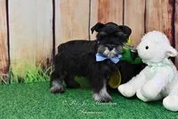 AKC Handsome Lil Reginald, a male Miniature Schnauzer for sale in Antlers, OK – Photo 5 of 7
