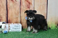AKC Handsome Lil Reginald, a male Miniature Schnauzer for sale in Antlers, OK – Photo 2 of 7