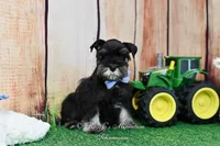 AKC Handsome Lil Reginald, a male Miniature Schnauzer for sale in Antlers, OK – Photo 1 of 7