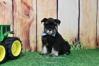 AKC Handsome Lil Reginald, a male Miniature Schnauzer for sale in Antlers, OK – Photo 3 of 7