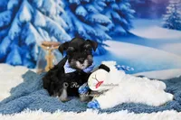 AKC Handsome Lil Reginald, a male Miniature Schnauzer for sale in Antlers, OK – Photo 4 of 7