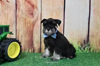 AKC Handsome Lil Reginald, a male Miniature Schnauzer for sale in Antlers, OK – Photo 7 of 7