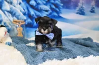 AKC Handsome Lil Reginald, a male Miniature Schnauzer for sale in Antlers, OK – Photo 1 of 7