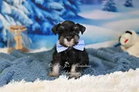 AKC Handsome Lil Reginald, a male Miniature Schnauzer for sale in Antlers, OK – Photo 6 of 7