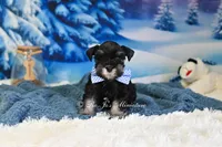 AKC Handsome Lil Reginald, a male Miniature Schnauzer for sale in Antlers, OK – Photo 5 of 7
