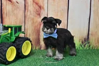 AKC Handsome Lil Reginald, a male Miniature Schnauzer for sale in Antlers, OK – Photo 4 of 7