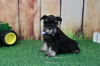 AKC Handsome Lil Reginald, a male Miniature Schnauzer for sale in Antlers, OK – Photo 6 of 7