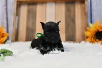 AKC Black Mini Schnauzer Boy, a male Miniature Schnauzer for sale in Antlers, OK – 3 of 8