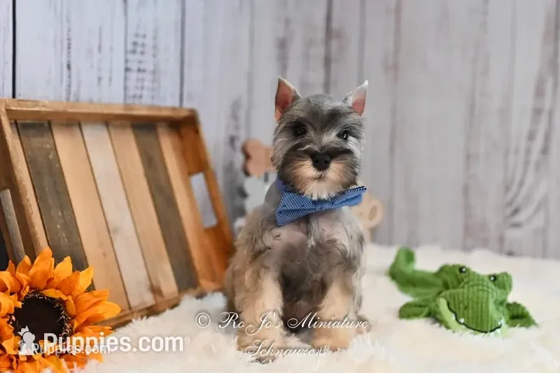 AKC Salt & Pepper | Max – Miniature Schnauzer puppy for sale in Antlers, OK