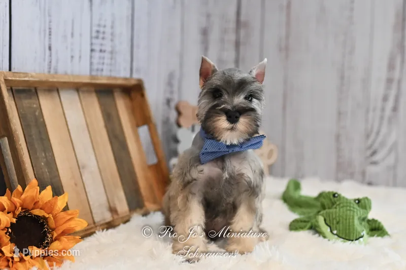 AKC Salt & Pepper | Max – Miniature Schnauzer puppy for sale in Antlers, OK