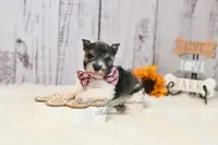 AKC Houston, a male Miniature Schnauzer for sale in Antlers, OK – 6 of 8