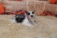 AKC Salt & Pepper Parti | Tinker Bell, a female Miniature Schnauzer for sale in Antlers, OK – 6 of 6