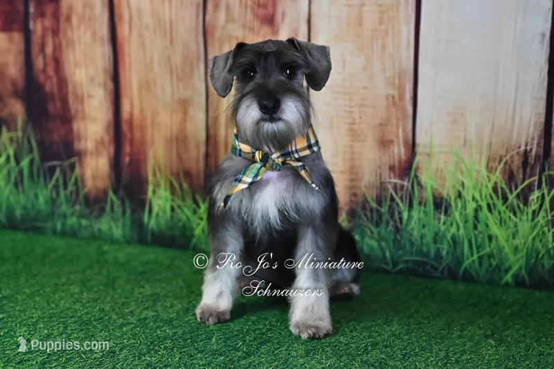 AKC Mini Schnauzer | Benji – Miniature Schnauzer puppy for sale in Antlers, OK