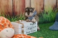 AKC Liver Pepper Boy, a male Miniature Schnauzer for sale in Antlers, OK – 5 of 7
