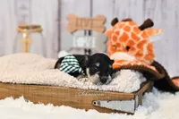 AKC Black & Silver Phantom | Tux, a male Miniature Schnauzer for sale in Antlers, OK – 4 of 7