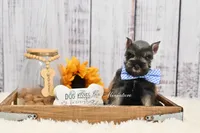 AKC Dallas, a male Miniature Schnauzer for sale in Antlers, OK – 2 of 7