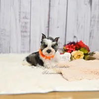 Salt & Pepper Parti | Tinker Bell, a female Miniature Schnauzer for sale in Antlers, OK – 3 of 8