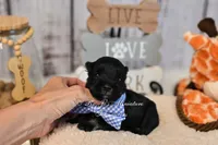 AKC Black & Silver Mini Schnauzer | Cole, a male Miniature Schnauzer for sale in Antlers, OK – 2 of 7